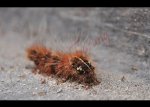 Caterpillar Vs Ant